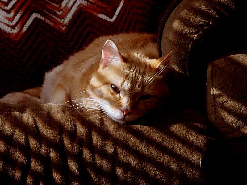 Naptime for Chester the Cat - chester003.JPG; DISPLAY FULL IMAGE.