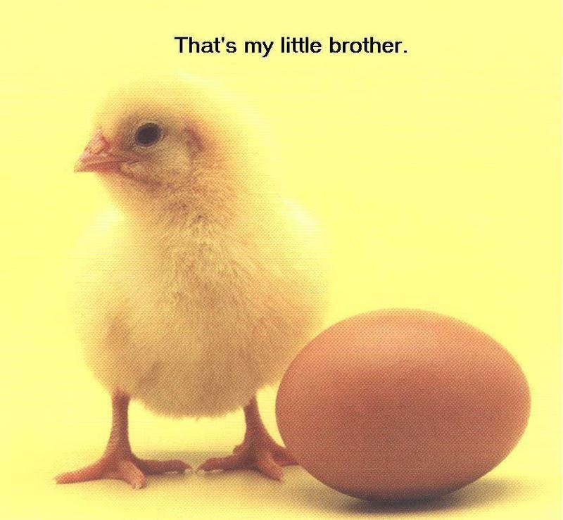 chicken and egg; DISPLAY FULL IMAGE.