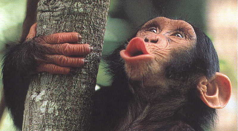 chimp; DISPLAY FULL IMAGE.