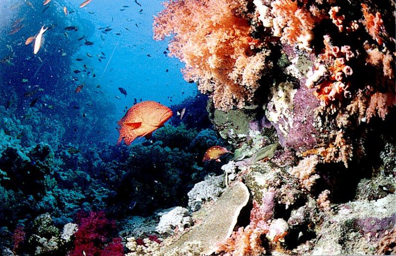 Australian Coral Reef 1/1 jpg; DISPLAY FULL IMAGE.