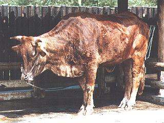Korean Cattle (Bos taurus) (한우); Image ONLY