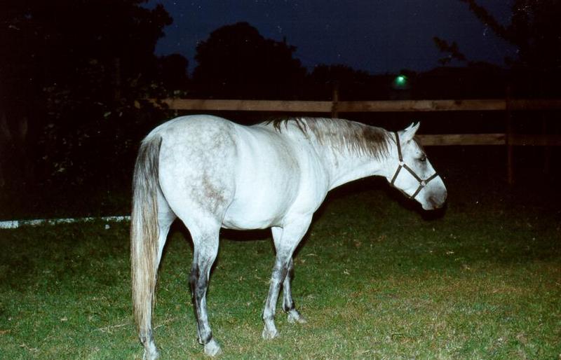 Horse - Paducah, KY - horse01.jpg; DISPLAY FULL IMAGE.