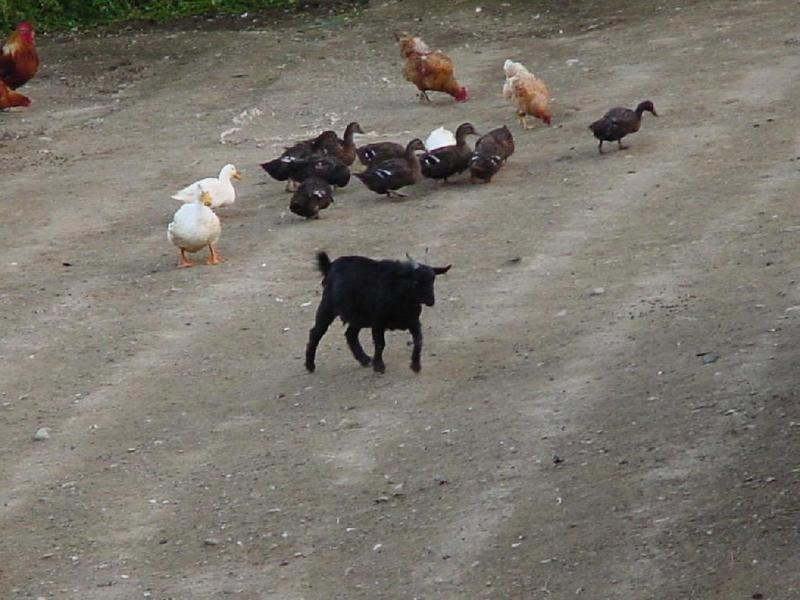 집오리, 닭, 흑염소; DISPLAY FULL IMAGE.