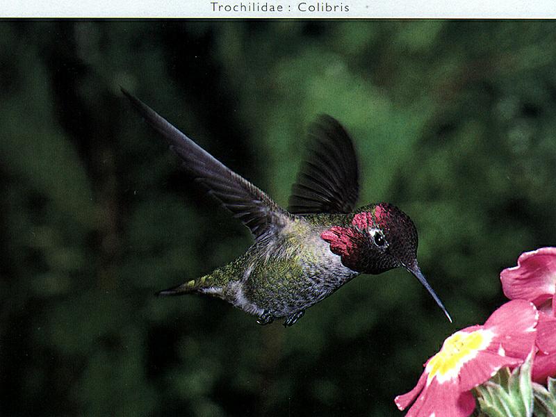 New Scans Day 11 - Ds-Oiseau 132.jpg -- Costa's Hummingbird; DISPLAY FULL IMAGE.