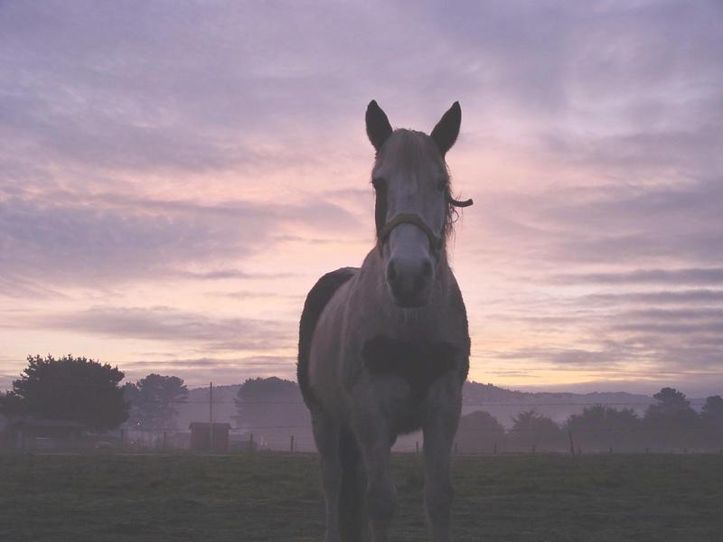 Horse in sunrise  (this is big guys  2240x1680); DISPLAY FULL IMAGE.