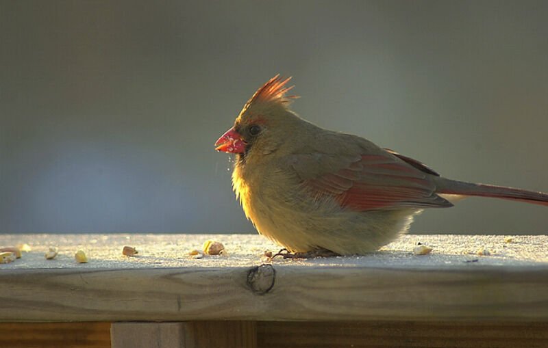 Red bird eating...this morning..; DISPLAY FULL IMAGE.