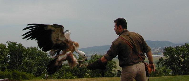 Griffon vulture landing; DISPLAY FULL IMAGE.