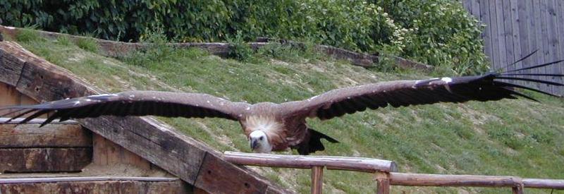 =?iso-8859-1?Q?g=E4nsegeier?= -- Griffon Vulture (Gyps vulvus); DISPLAY FULL IMAGE.