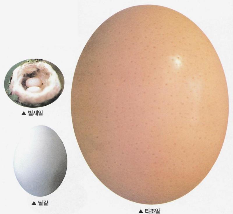 벌새 알, 달걀,타조 알 (52KB); DISPLAY FULL IMAGE.
