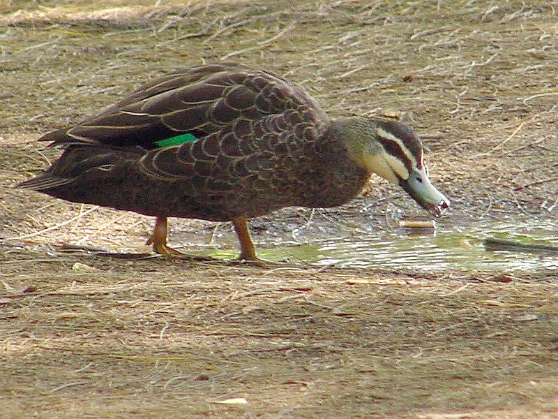 Repost :  Australian Duck  Teal 2  JPG; DISPLAY FULL IMAGE.