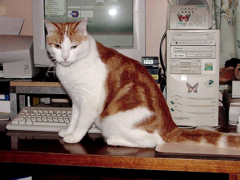 Australian :  My Old Ginger Cat  JPG; DISPLAY FULL IMAGE.