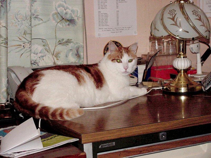 Australian :  My Old Ginger Cat 2  JPG; DISPLAY FULL IMAGE.