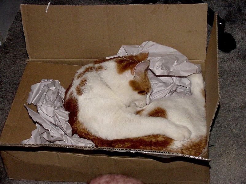 My Old Yeller Cat  3/3 JPG; DISPLAY FULL IMAGE.