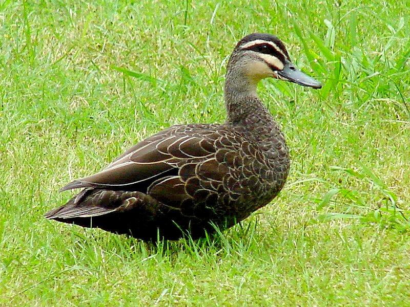 Australian Wood Duck Teal  1/2 JPG; DISPLAY FULL IMAGE.