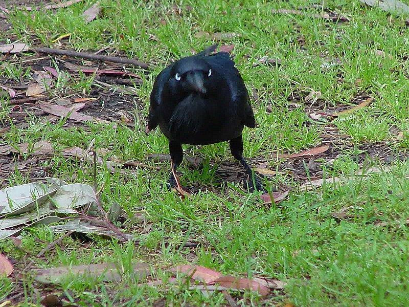 Australian Raven 1/2 JPG; DISPLAY FULL IMAGE.