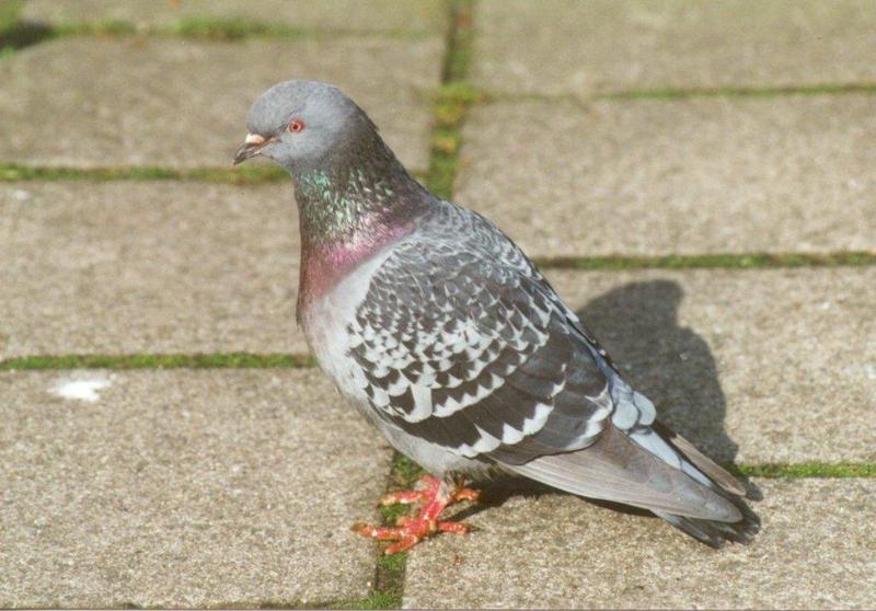 Amstelpark cocks and chickens - pigeon3.jpg; DISPLAY FULL IMAGE.