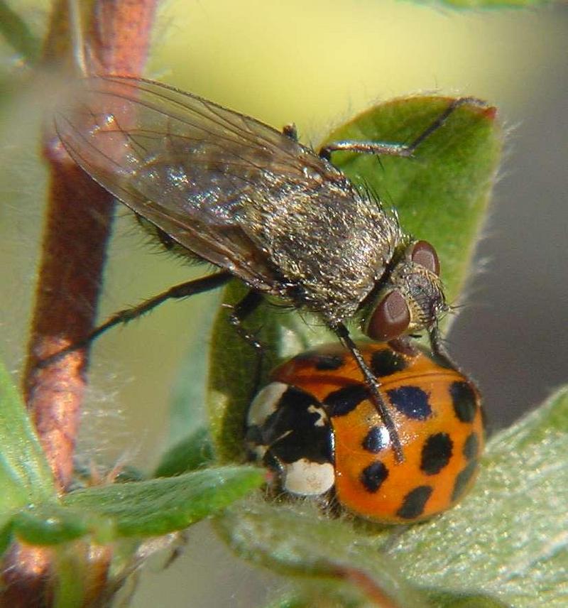 Ladybug and Fly; DISPLAY FULL IMAGE.