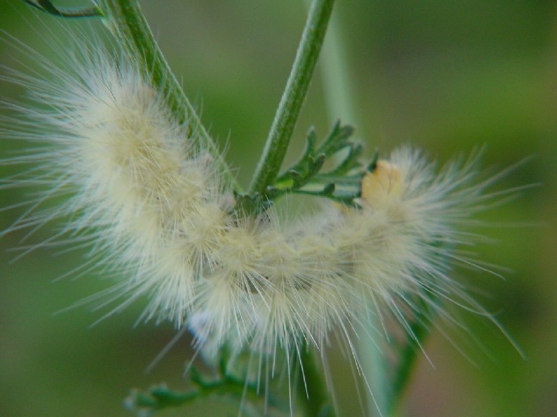 Furry Caterpillar; DISPLAY FULL IMAGE.