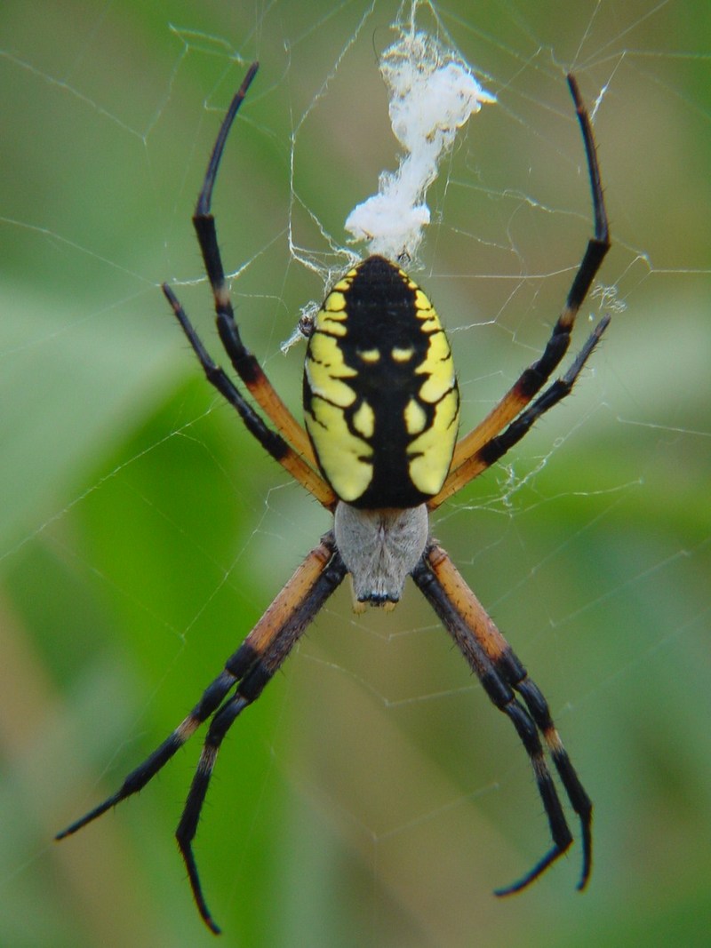 Garden Spider?; DISPLAY FULL IMAGE.