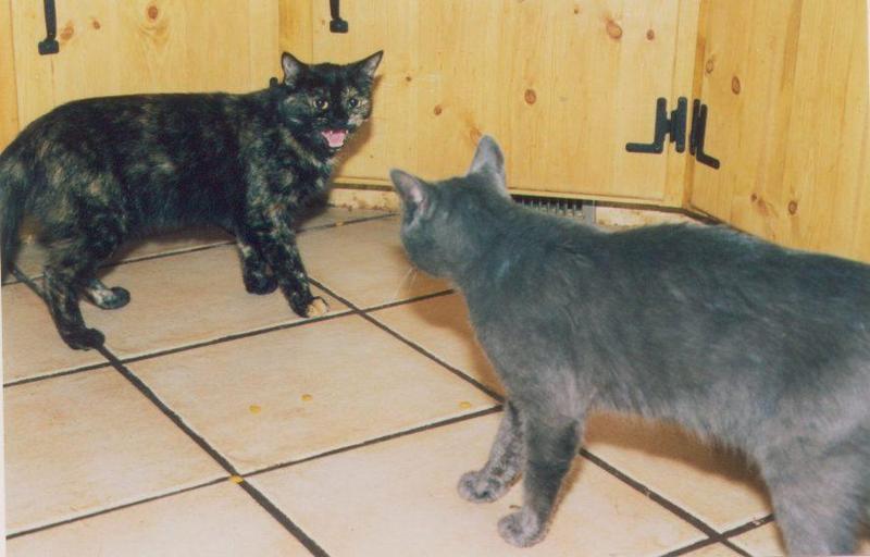 two cats; DISPLAY FULL IMAGE.