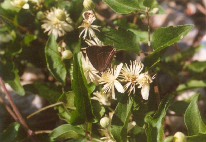 Insects from Greece 1 - Brown Butterfly on Clematis; DISPLAY FULL IMAGE.
