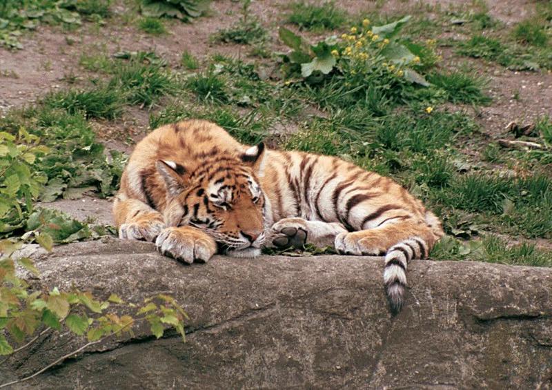 Rescan of one of the pics I started with - Sleeping Tiger cub in Hagenbeck Zoo; DISPLAY FULL IMAGE.