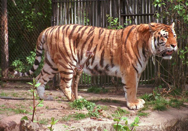 Hagenbeck Zoo - finally scanned another tiger - Daddy standing at the door; DISPLAY FULL IMAGE.