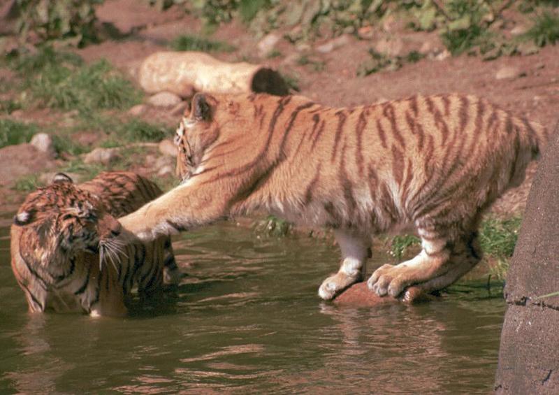 Hagenbeck Tiger waterplay pictures - the young ones again; DISPLAY FULL IMAGE.