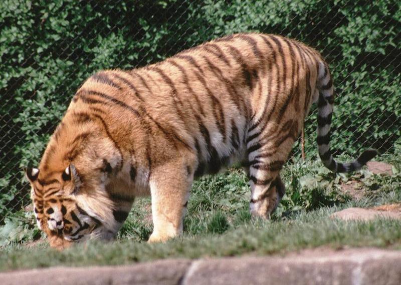 Hagenbeck Zoo - Daddy Tiger again - what is he searching for?; DISPLAY FULL IMAGE.
