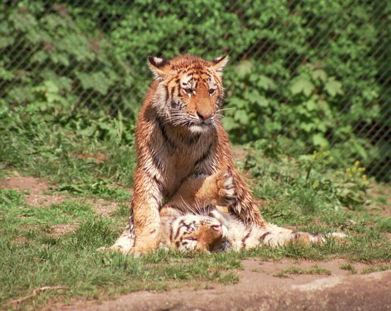 New Hagenbeck Zoo tiger scans - a must see if you like wet kittens; DISPLAY FULL IMAGE.