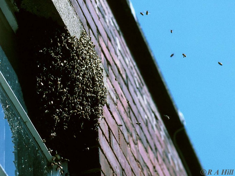 Swarm of bees; DISPLAY FULL IMAGE.