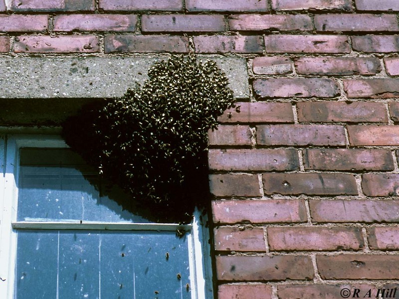 Swarm of bees 2; DISPLAY FULL IMAGE.