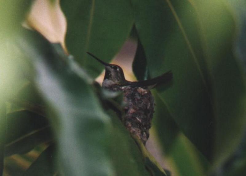 Here's a hummingbird in a nest.; DISPLAY FULL IMAGE.