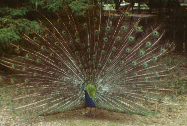 More Pheasants: India Blue Peacock; DISPLAY FULL IMAGE.