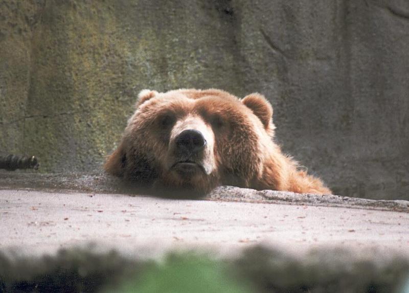 Late night scan - still more Hagenbeck Zoo - Bear looking *very* friendly :-); DISPLAY FULL IMAGE.