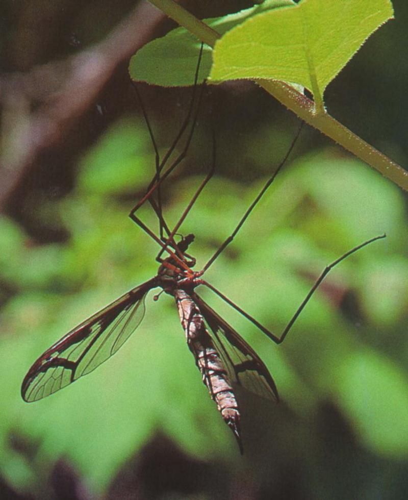 Dragonfly Gnat (Tipula coquilletti) (잠자리각다귀); DISPLAY FULL IMAGE.