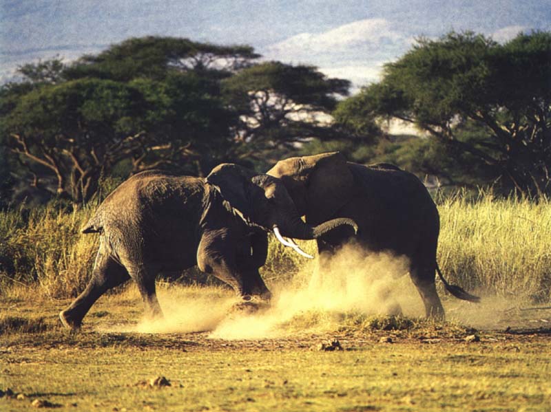 Two young eliphants in a playfull fight  - Kwl08.jpg; DISPLAY FULL IMAGE.