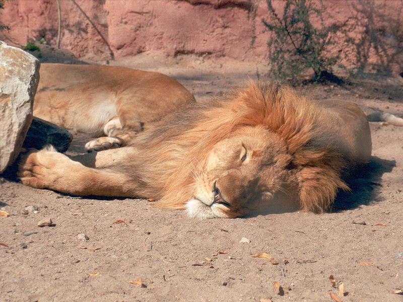 Re: Anyone got any pictures African lions?; DISPLAY FULL IMAGE.