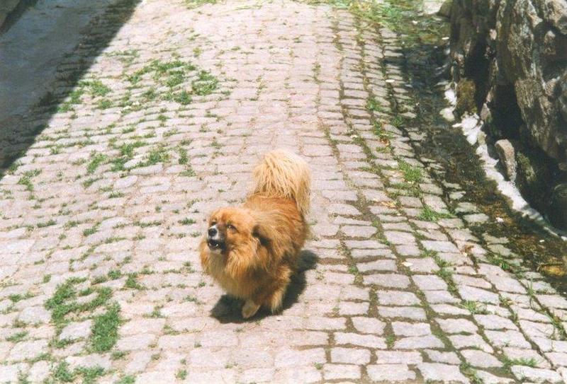 Animals from Portugal - portuguese_guarddog.jpg; DISPLAY FULL IMAGE.