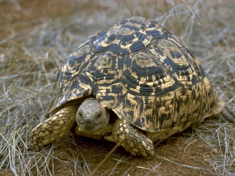 Re: TURTLE PIC - leopard_tortoise.jpg; DISPLAY FULL IMAGE.