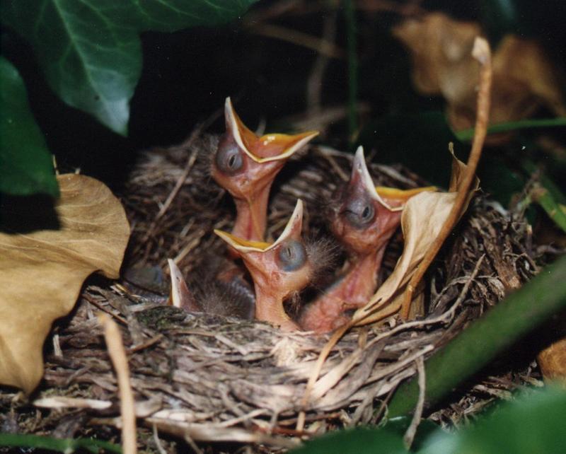picture baby birds in nest; DISPLAY FULL IMAGE.