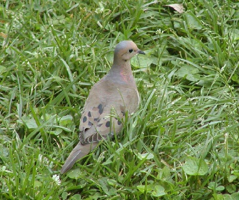 Mourning dove; DISPLAY FULL IMAGE.