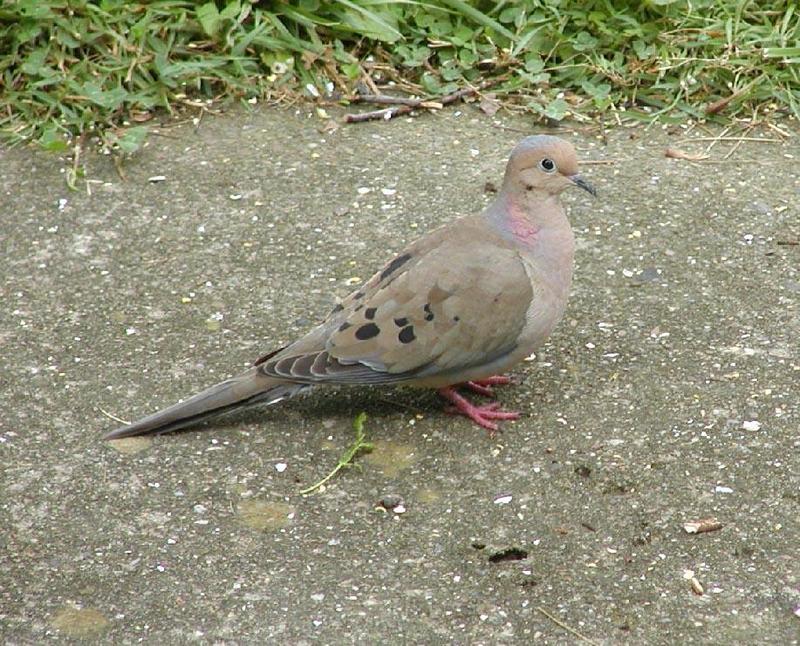 Mourning dove 2; DISPLAY FULL IMAGE.