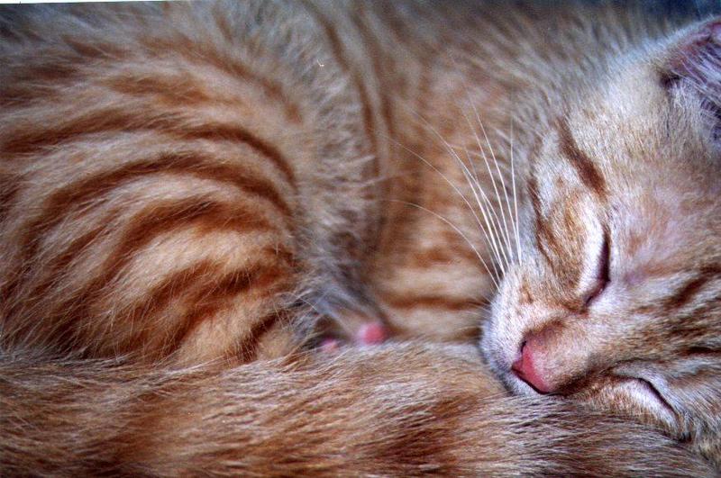 Kitten - Opie; DISPLAY FULL IMAGE.