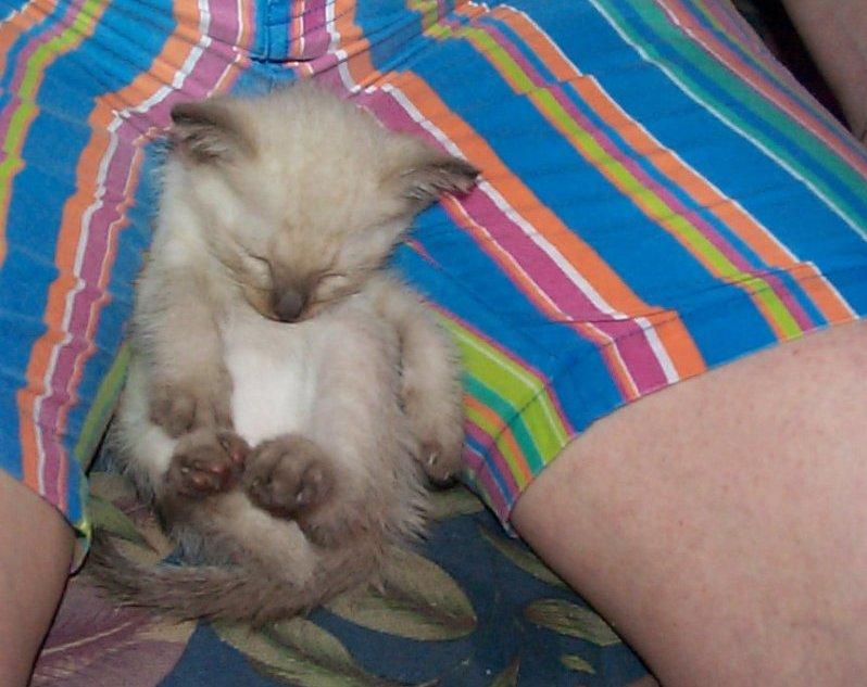 Cute young Siamese Cat !; DISPLAY FULL IMAGE.