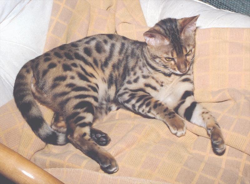 My cat - scanned photo; DISPLAY FULL IMAGE.