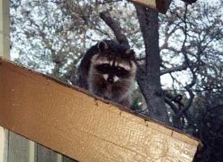Re: Animals - racoons.jpg(1/1) 67456 bytes; Image ONLY