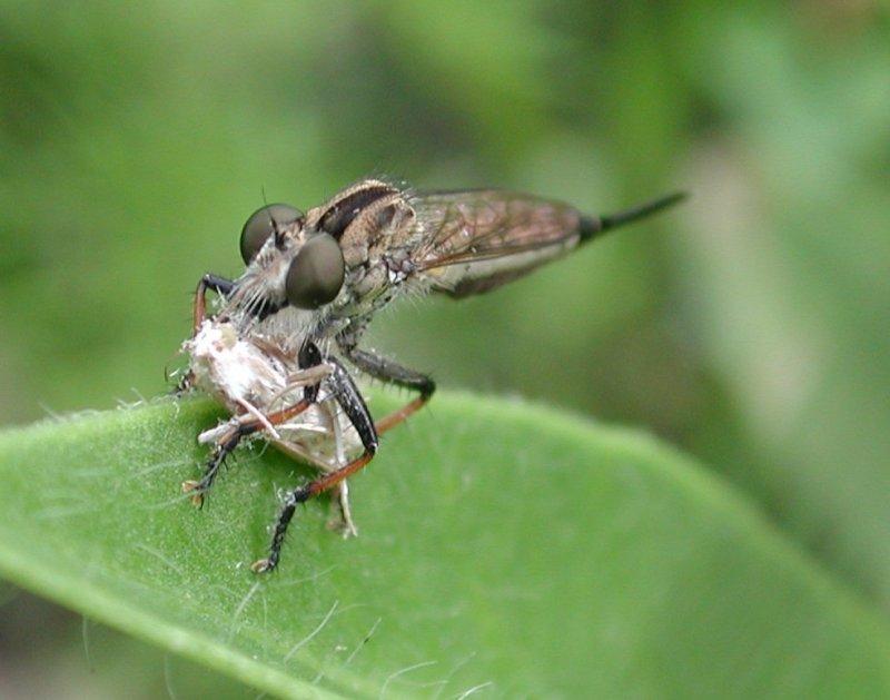 Robber Fly with prey; Image ONLY