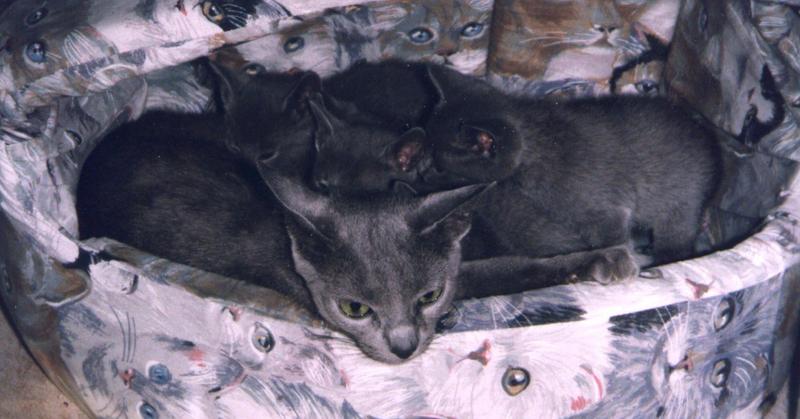 Rusian Blue Cats - Flood; DISPLAY FULL IMAGE.