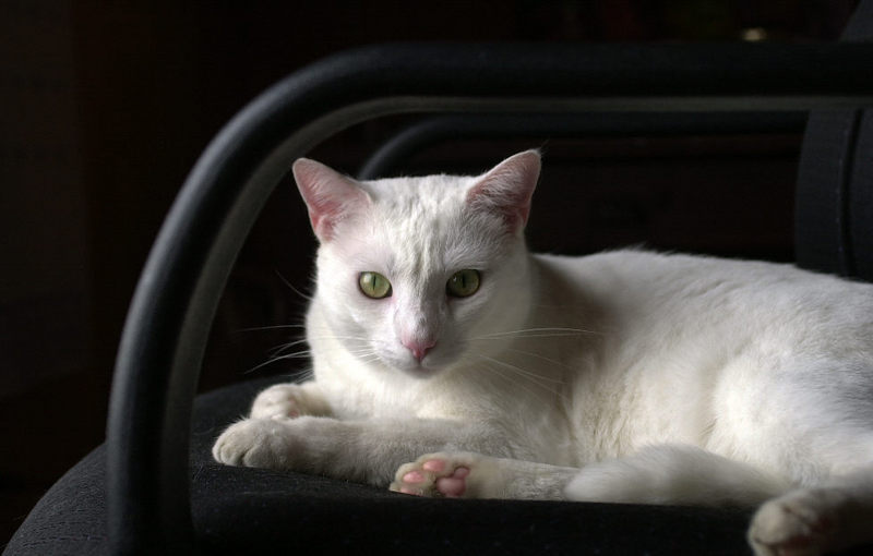 My ugly white cat..; DISPLAY FULL IMAGE.